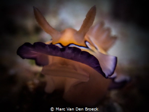 nudilips by Marc Van Den Broeck 